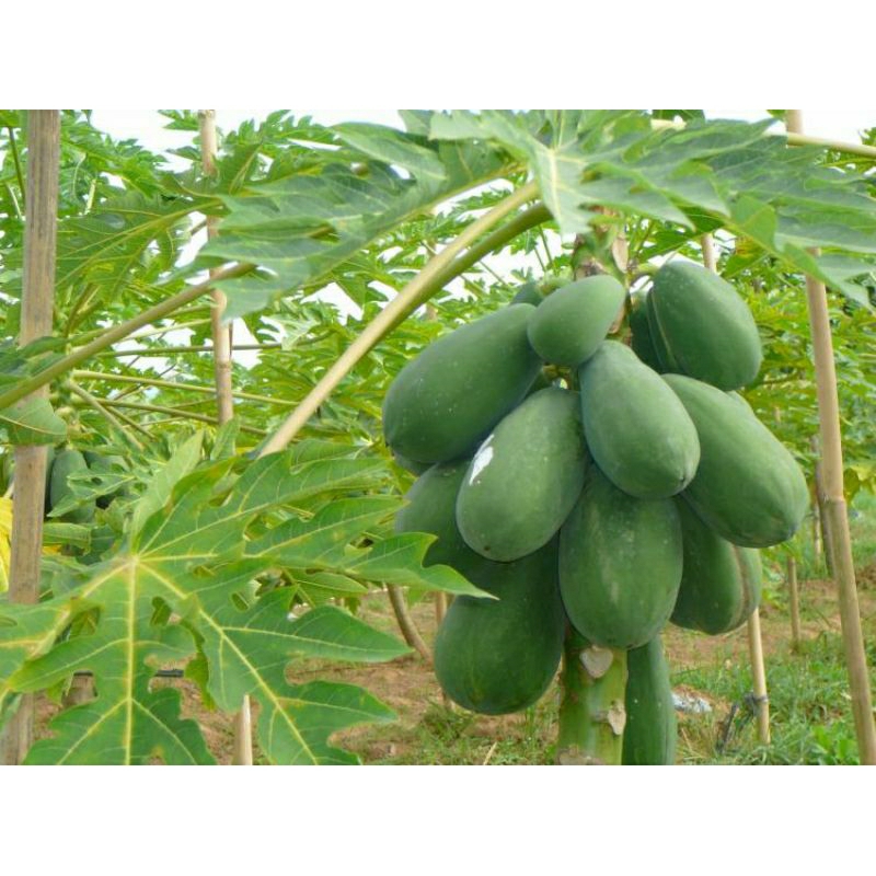 

Pepaya Mentah pepaya sayur pepaya kebun