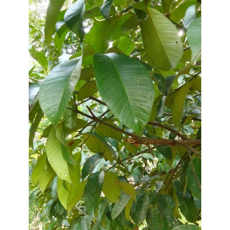 

Herbal Penurun Darah Tinggi/Hipertensi Alami Daun Manggis Segar