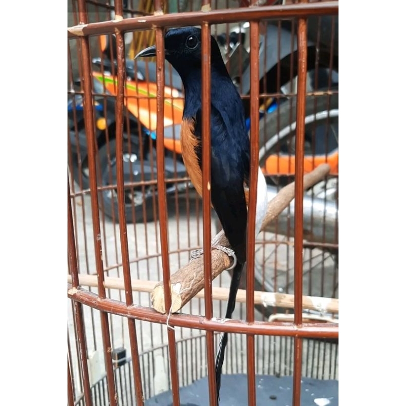 MURAI MEDAN GACORAN EKOR KLEWER / BUAT GANTANG