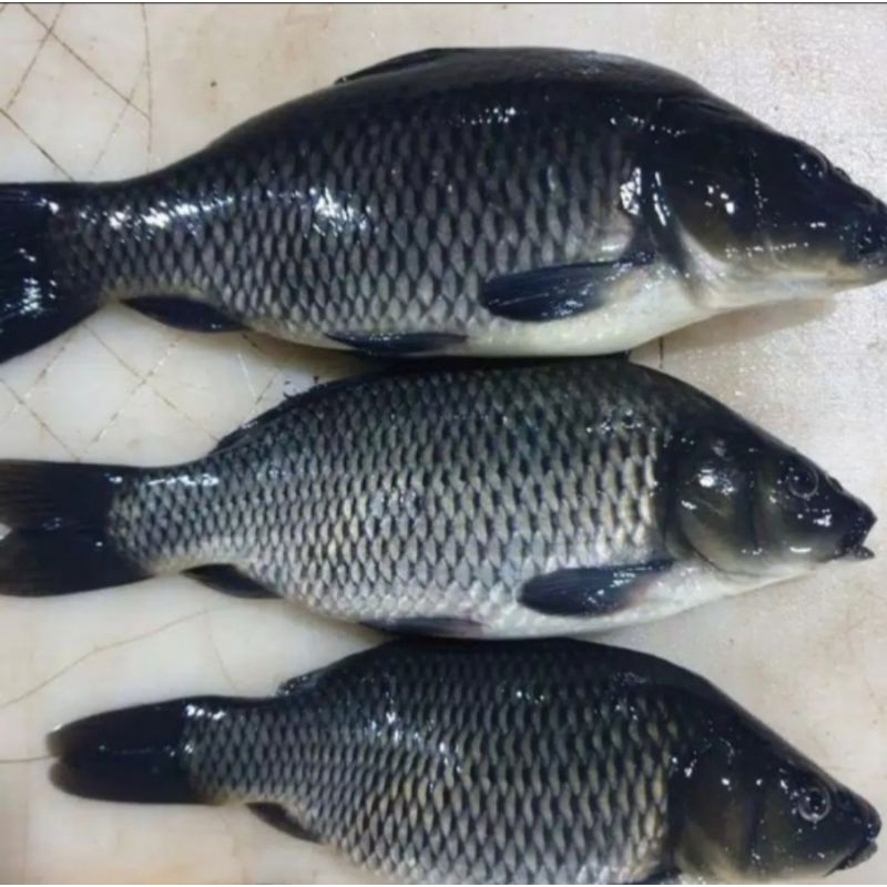 

ikan mas hidup jual per kg isi 3 atu 4 ya kak