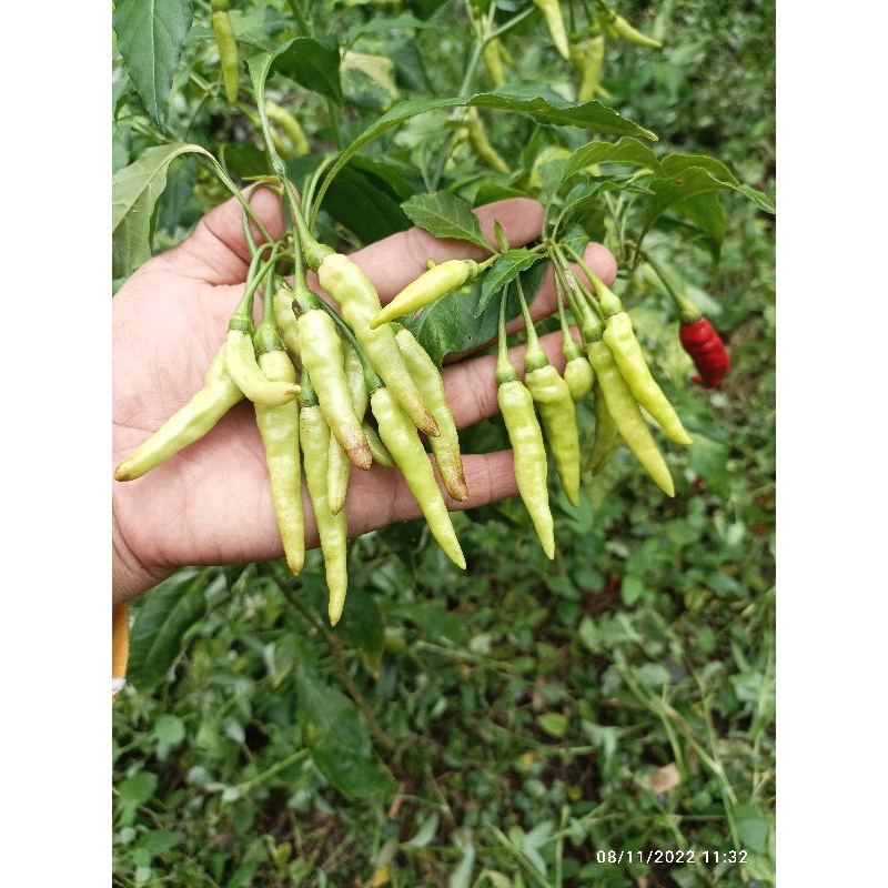 

Dua Biji Cabe Rawit Dompolan
