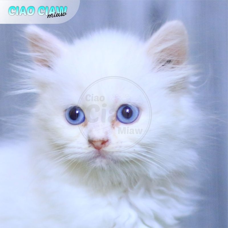 Kucing Kitten Persia Putih Solid Mata Biru Bulu Kapas Betina