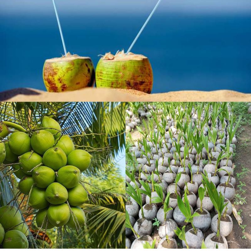 Kelapa Kelapa Tanaman Kelapa Hibrida, Tanaman Kelapa Hibrida Hijau