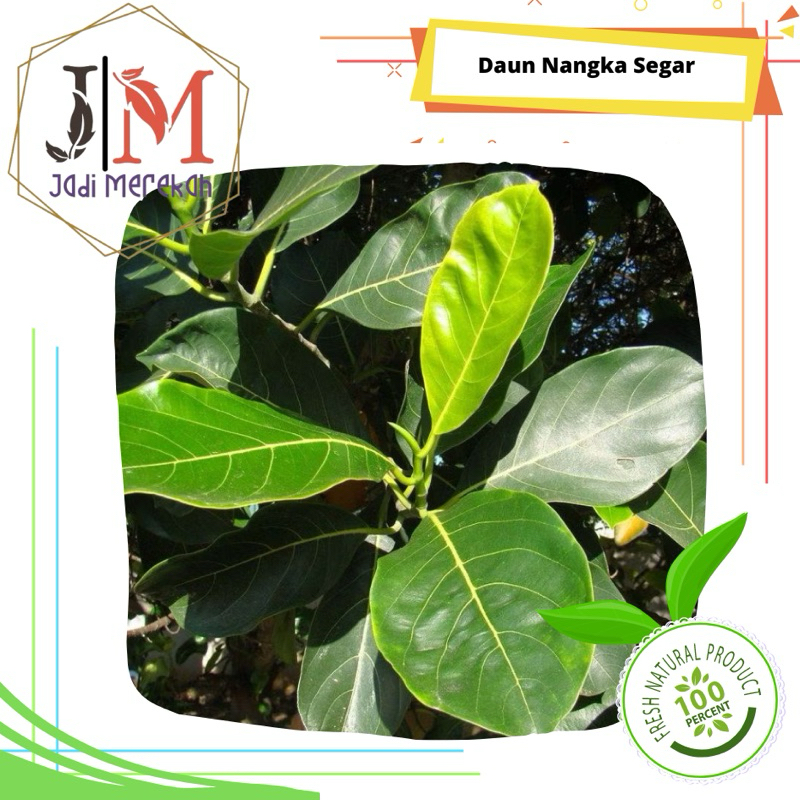 

[JM_SoFresh] Daun Nangka Segar 2 Lembar