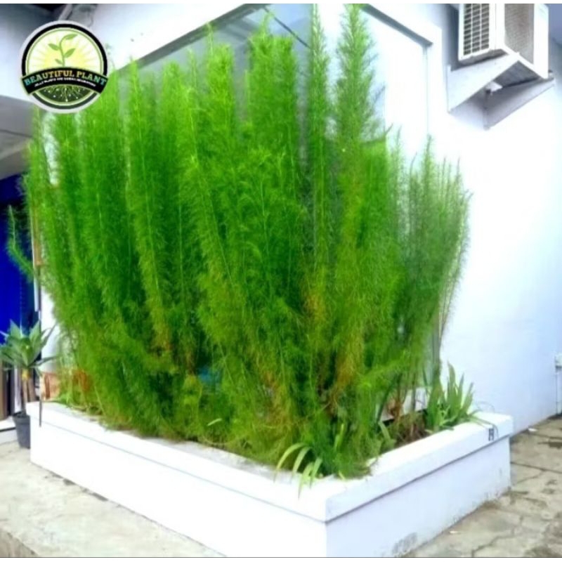 Tanaman Hias Cemara Air / Tanaman Pagar Cemara Air / Pohon Cemara Air