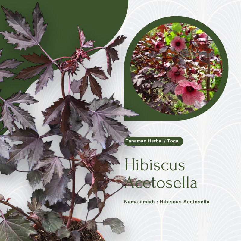 Tanaman Hibiscus Acetosella / Red Panama / Rosella Merah