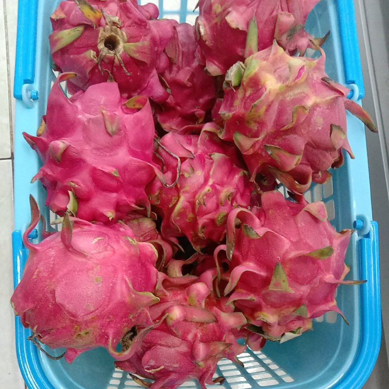

Buah naga merah jawa
