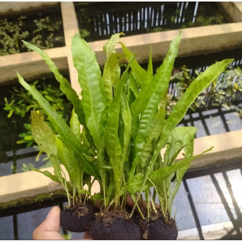 Tanaman aquascape Java fern kadaka
