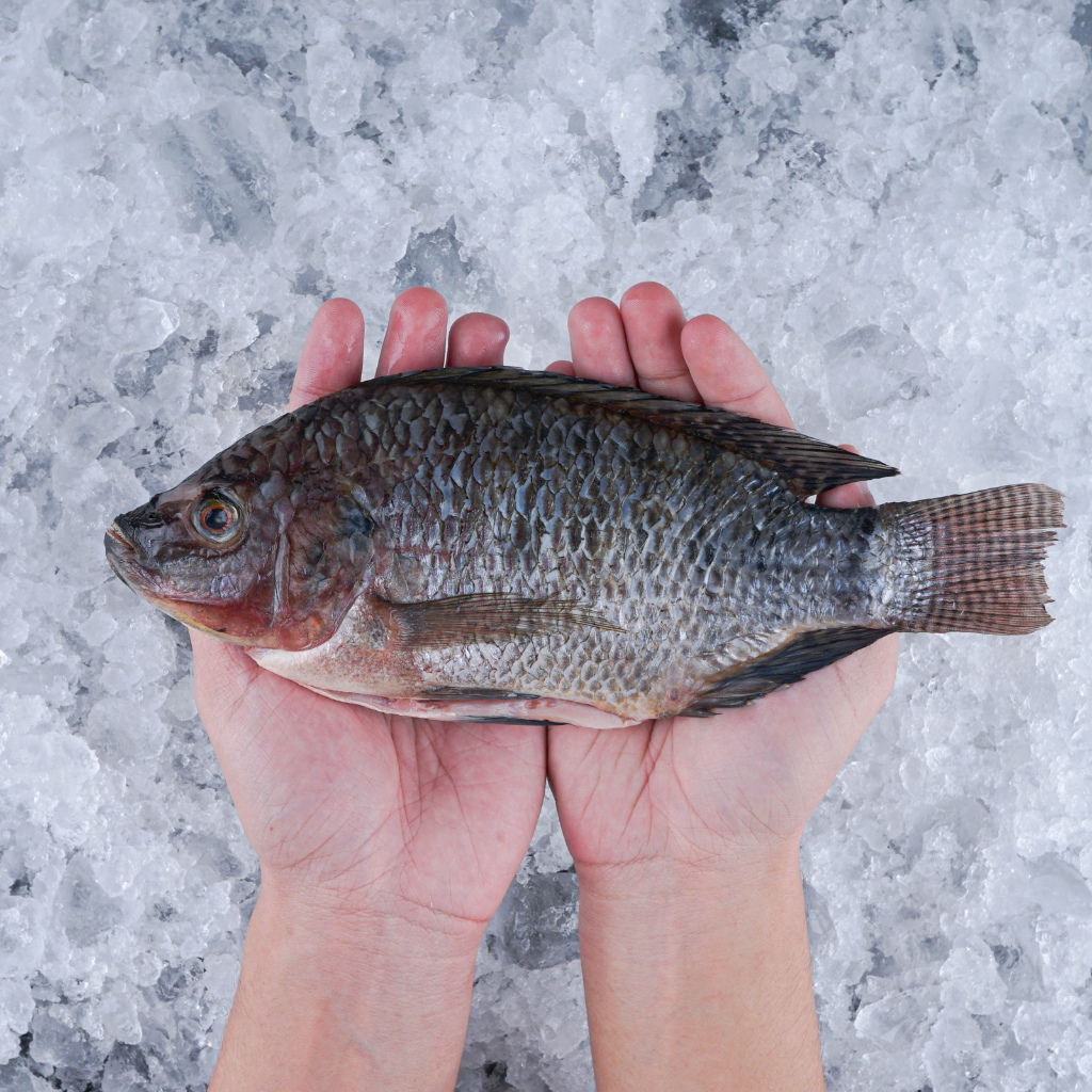 

Ikan Nila Air Asin Fresh Bersih Tidak Bau Tanah 500 gr