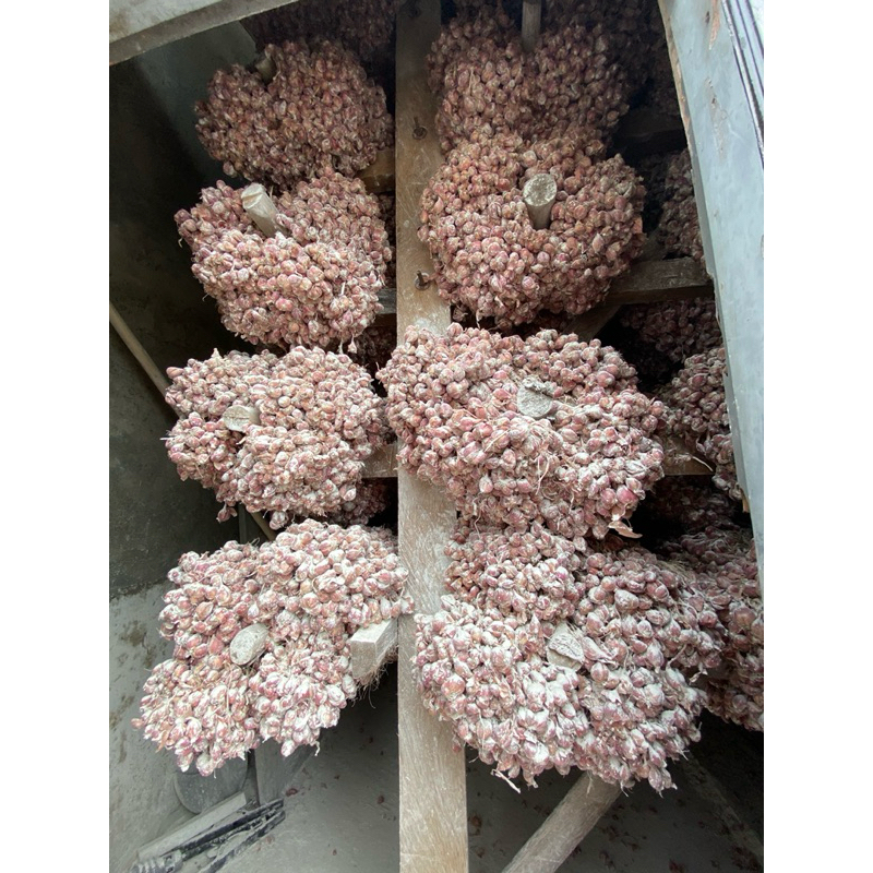 

Bibit bawang merah tajuk / tailan nganjuk siap tanam harga per kg