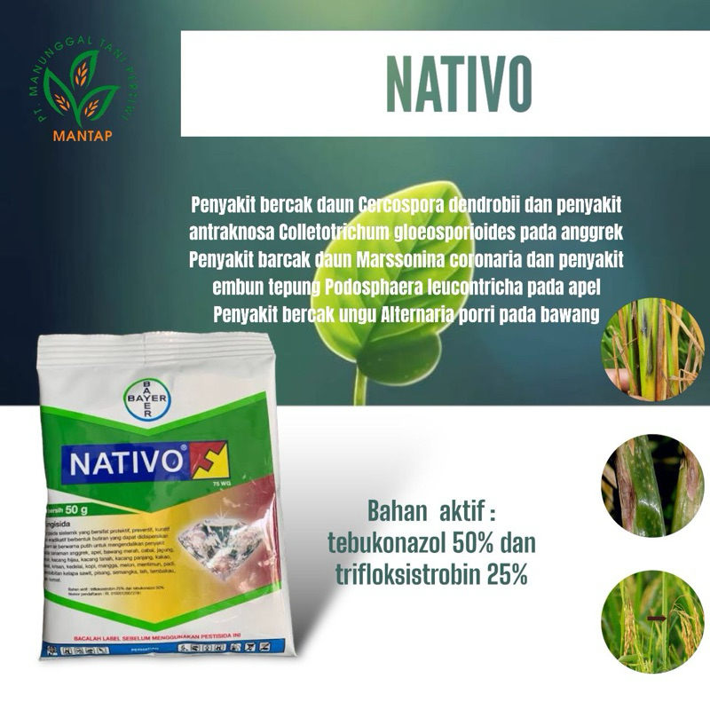 Nativo 50 gr (Trifloksistrobin 25% + Tebukonazol 50%)