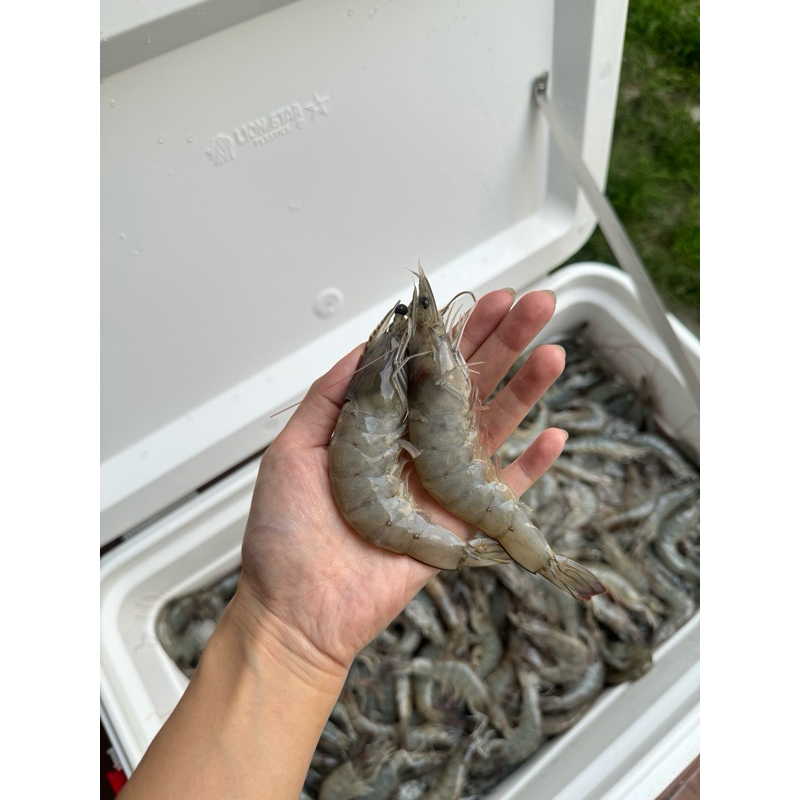 

Udang Vaname 3 kg