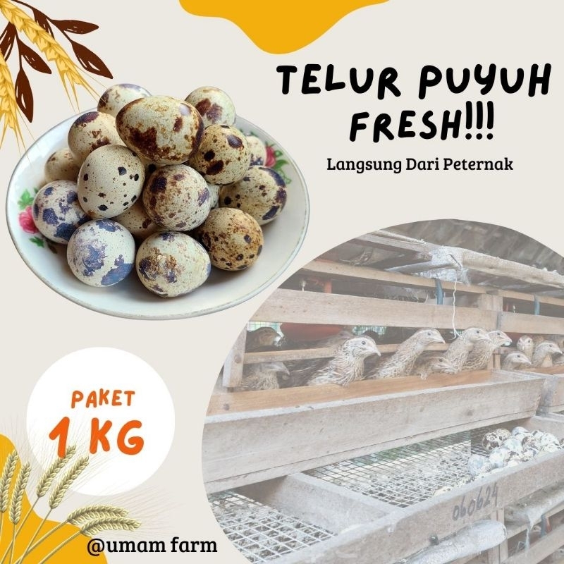 

Telur Puyuh Fresh 1KG isi -+ 90 butir / Langsung Dari Peternak/ 1 KG