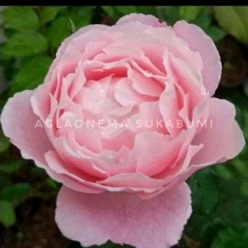 Mawar Ownroot Plume ( pink + wangi strong) dewasa