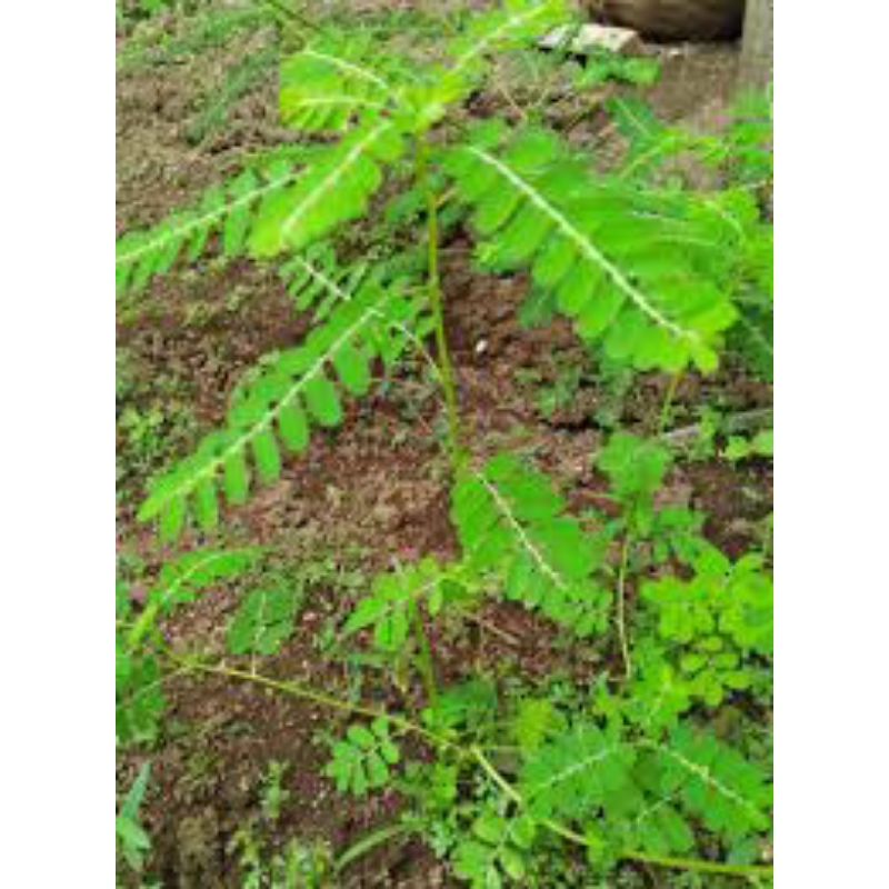 

daun Meniran segar untuk diabetes ginjal 300grm