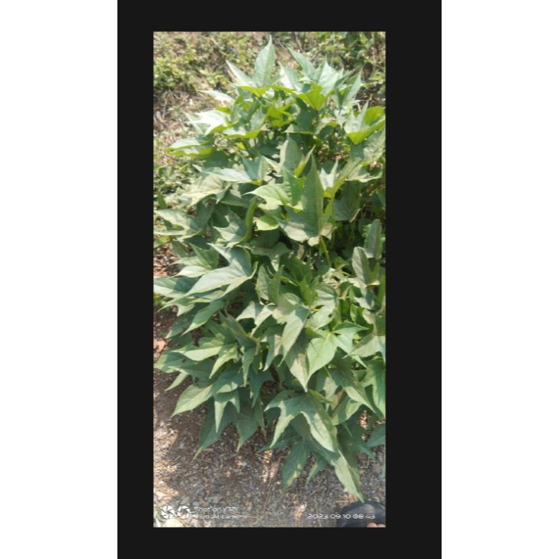 

Daun ubi jalar segar 1kg murah
