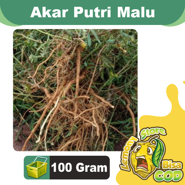 

Akar Putri Malu Mimosa Pudica Segar 100 Gram Mudah Mengering Kering