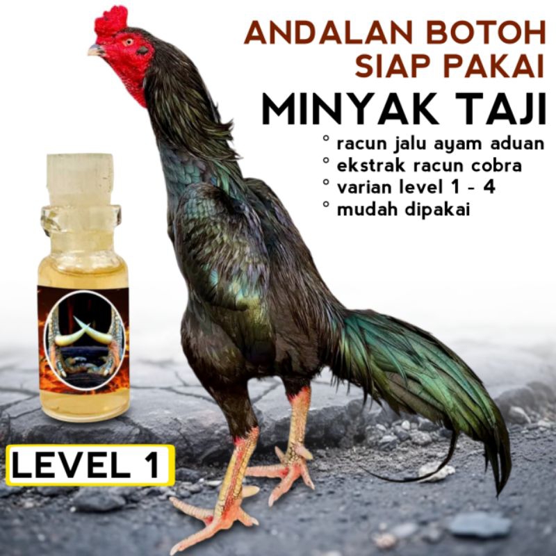 Ayam Bangkok Pukul Keras Jalu Beracun andalan botoh