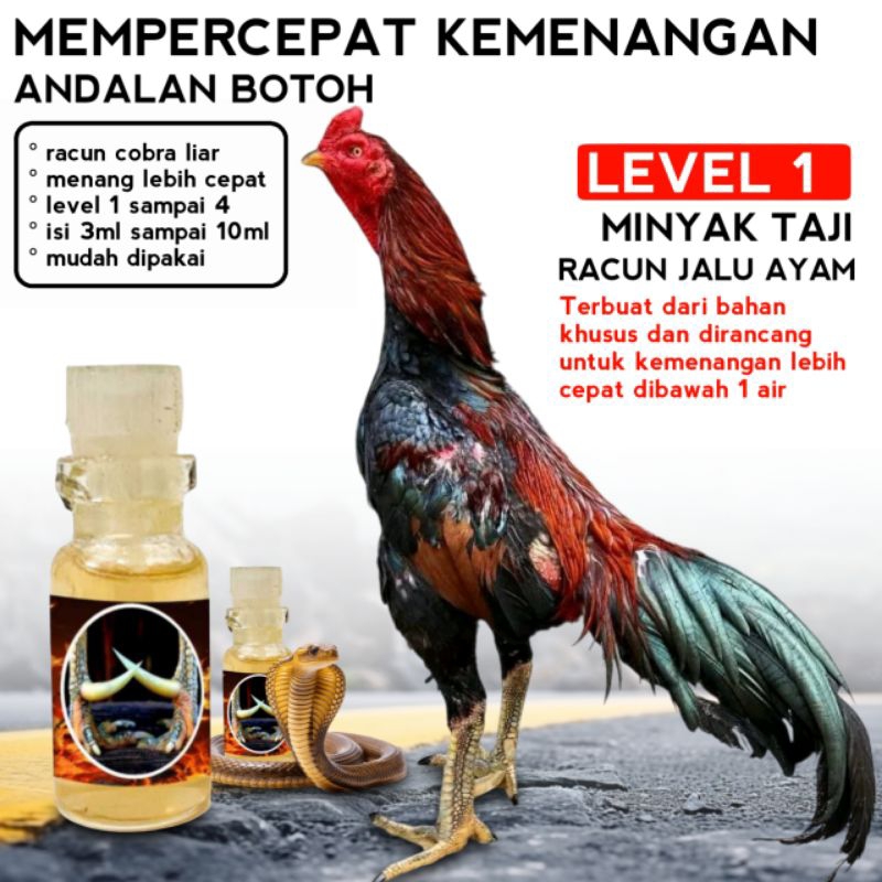 Ayam Bangkok Super Racun Jalu Jago Aduan