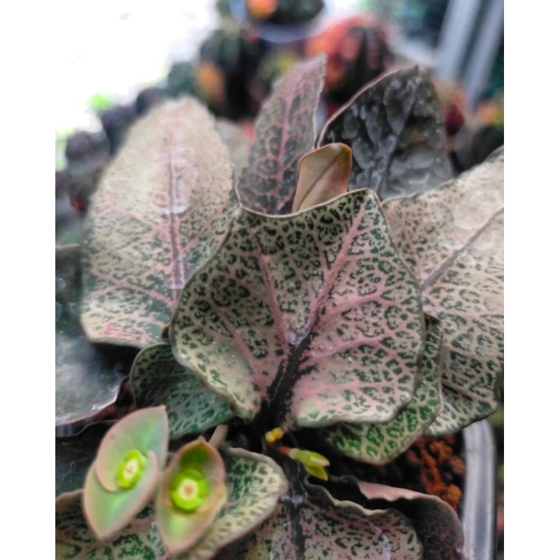 Euphorbia Francoisii Hybrid Maple