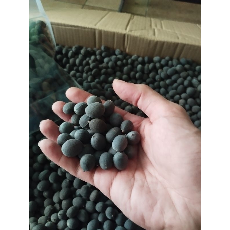 

Asam Kranji KULIT PECAH sisa ekspor 1kg Asem Kranji Kranji dialium Indum Tinggi Vitamin C Velvet Tamarind