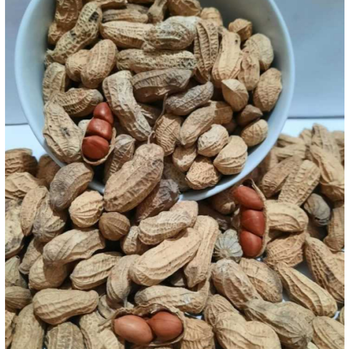 KACANG KULIT SANGRAI 1 BAL ( ISI 2 KG)