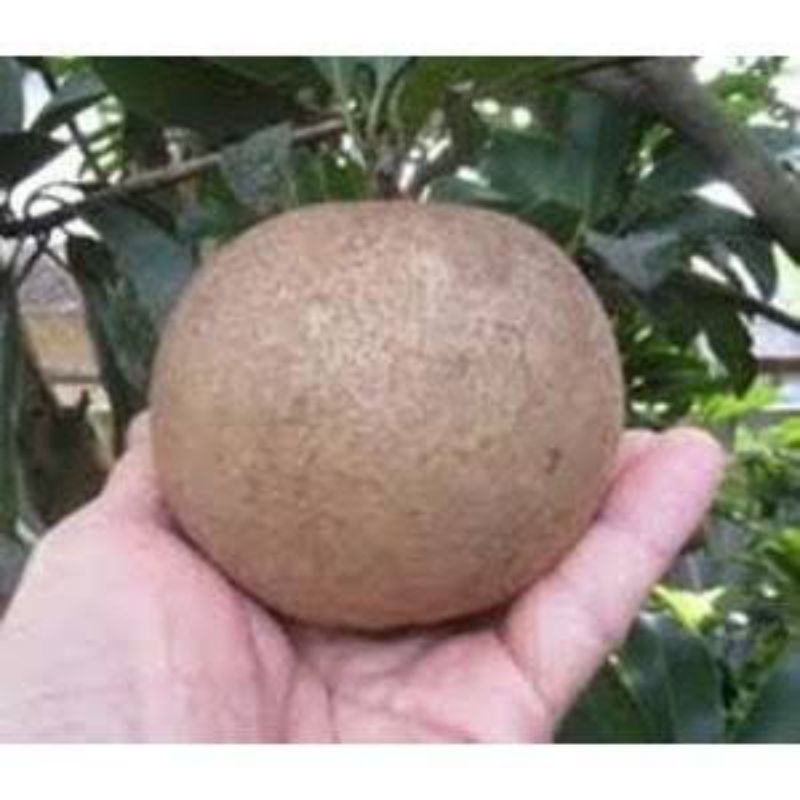 BIBIT SAWO JUMBO CM19