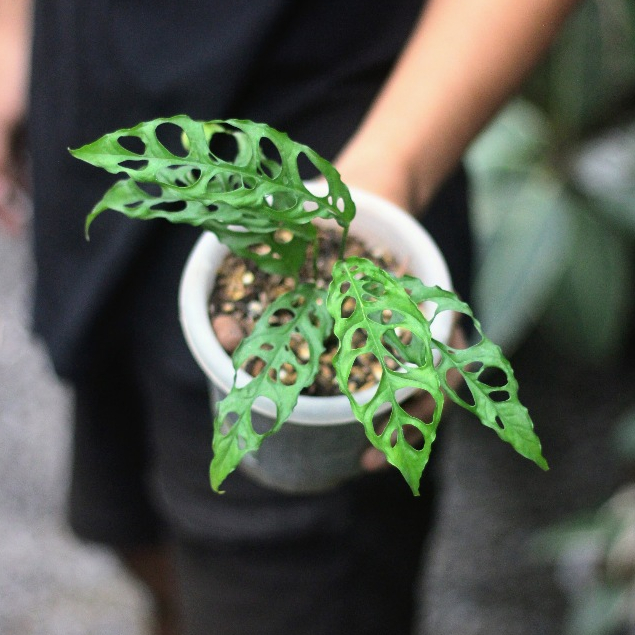 Monstera Obliqua Fest Garden Tanaman hias