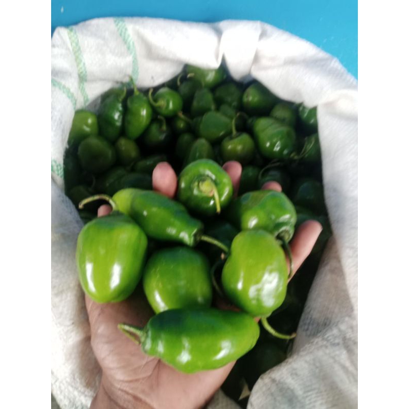

cabe gendot[cabe habanero fresh 1 kg berkualitas