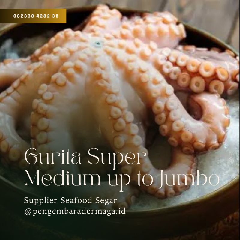 

(700gr UP) Gurita Super Induk Jumbo Octopus Super