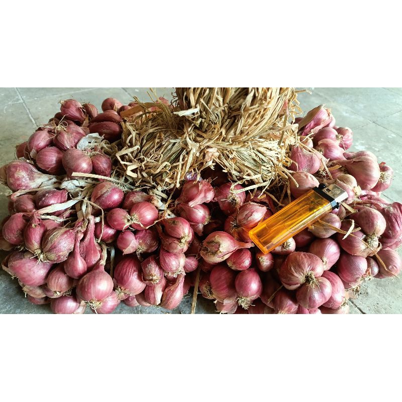 

BAWANG MERAH OMBYOKAN NGANJUK