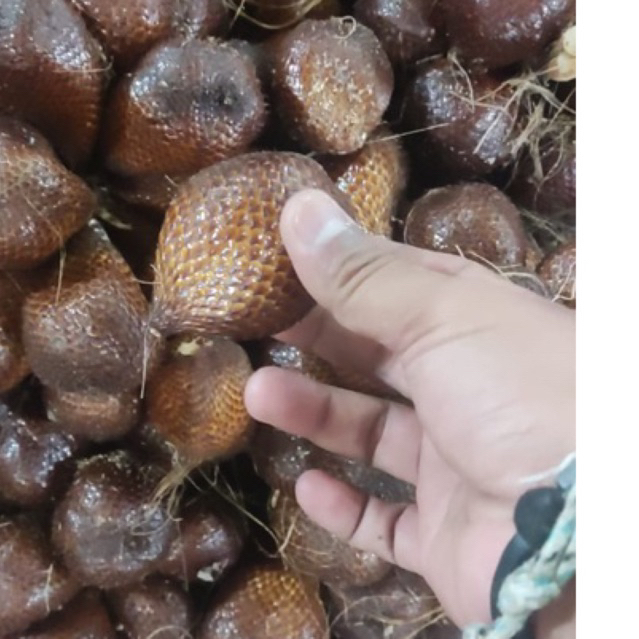 

BUAH SALAK MANIS PANENAN
