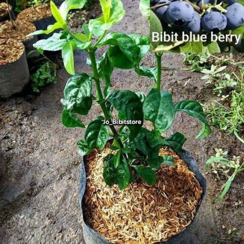 Bibit Blueberry Tropis Hasil Cangkok Cepat Berbuah | Bibit Bluberry Unggulan