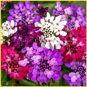 BUNGA RUMAH MADU BENIH 2000 biji