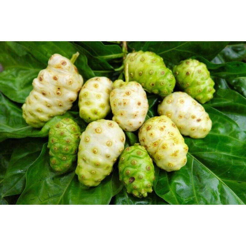 

buah mengkudu/buah pace segar 500gram herbal