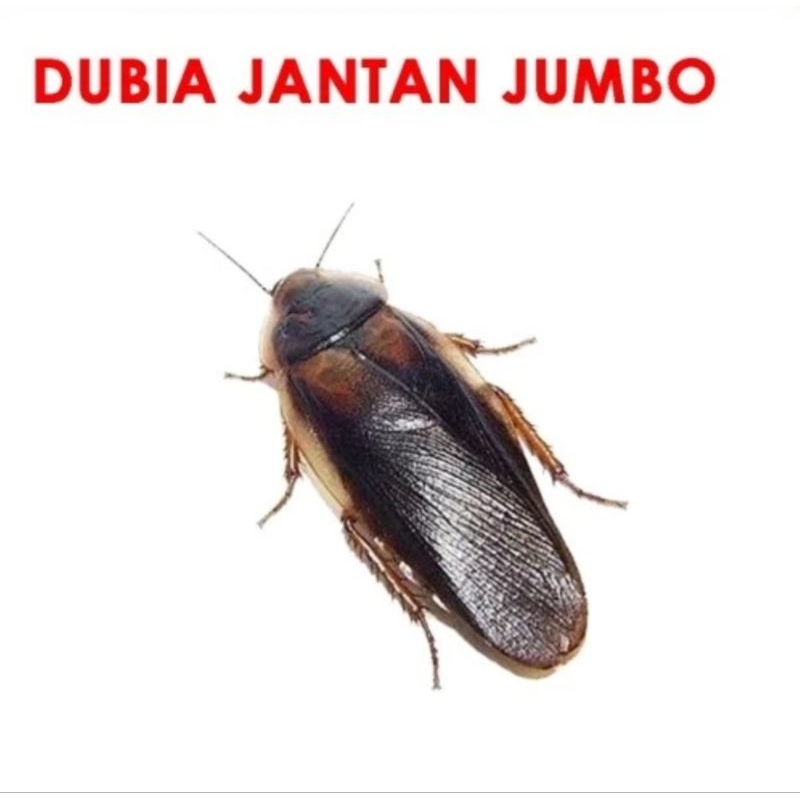 KECOA DUBIA 4cm++ ( indukan male ) ready termurah pakan ikan burung reptil arowana arwana Channa osc