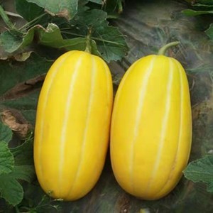 BENIH BIBIT MELON KOREA CHAMOE MELON EMAS BENIH 10 biji