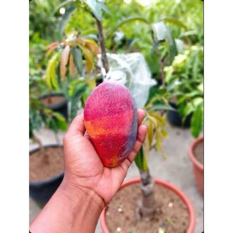 LIVE - POHON MANGGA MIYAZAKI ORI INDUKAN KONDISI BERBUNGA