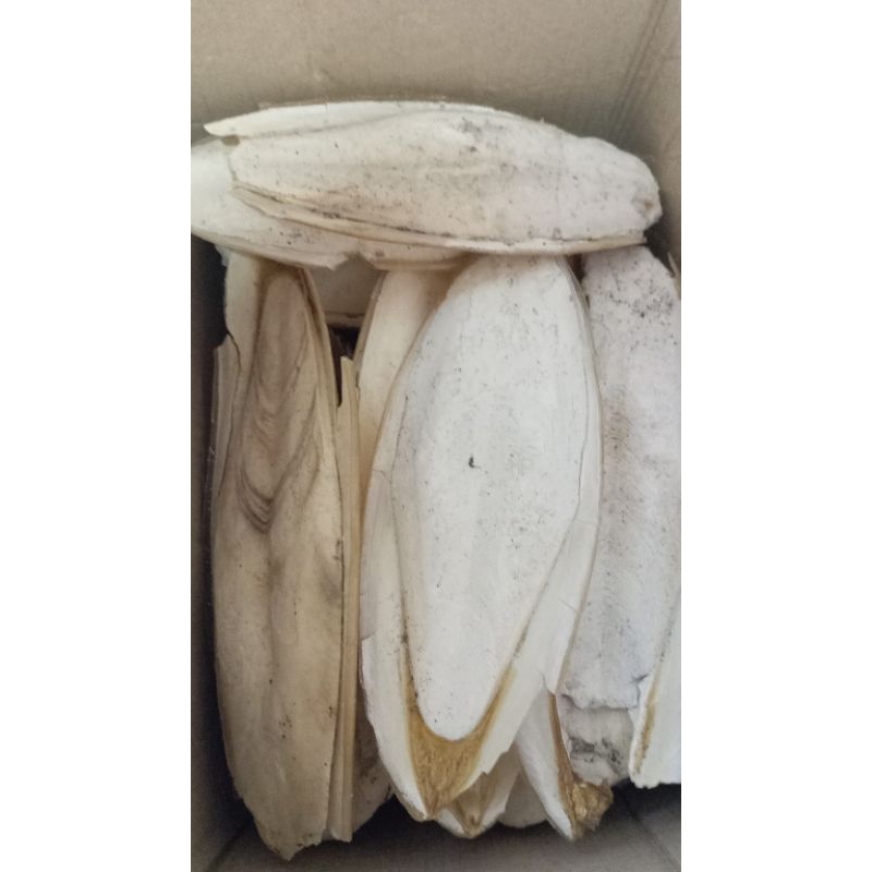 TULANG SOTONG JUMBO 25CM