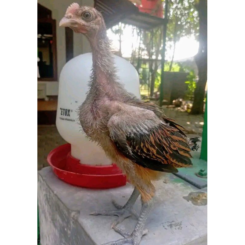 Anak ayam pelung usia2 dan 3bulan