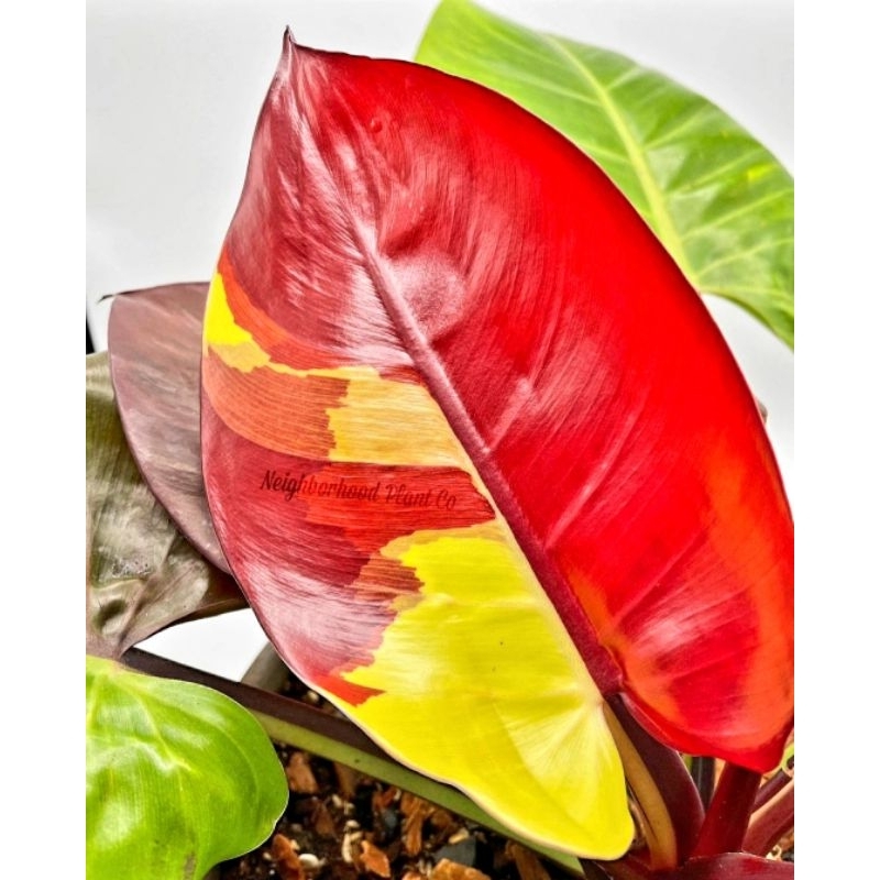 Tanaman Hias Philodendron Red Moon /Tanaman Hias Philo Red Moon/Tanaman Murah/ Tanaman hias mini/ Bu