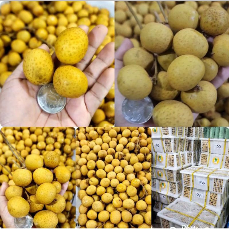 

*Klengkeng krat emas jumbo...super promo /kg ready 40kratt daging tebal maniss*