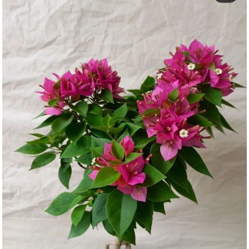 Bugenville singapore merah fanta