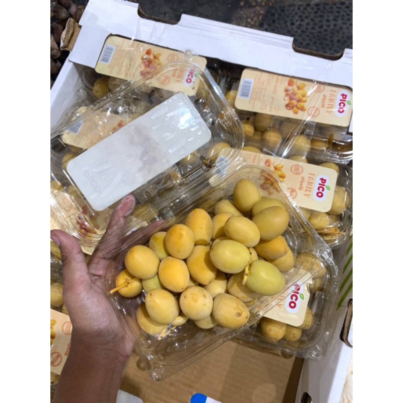 

KURMA MUDA