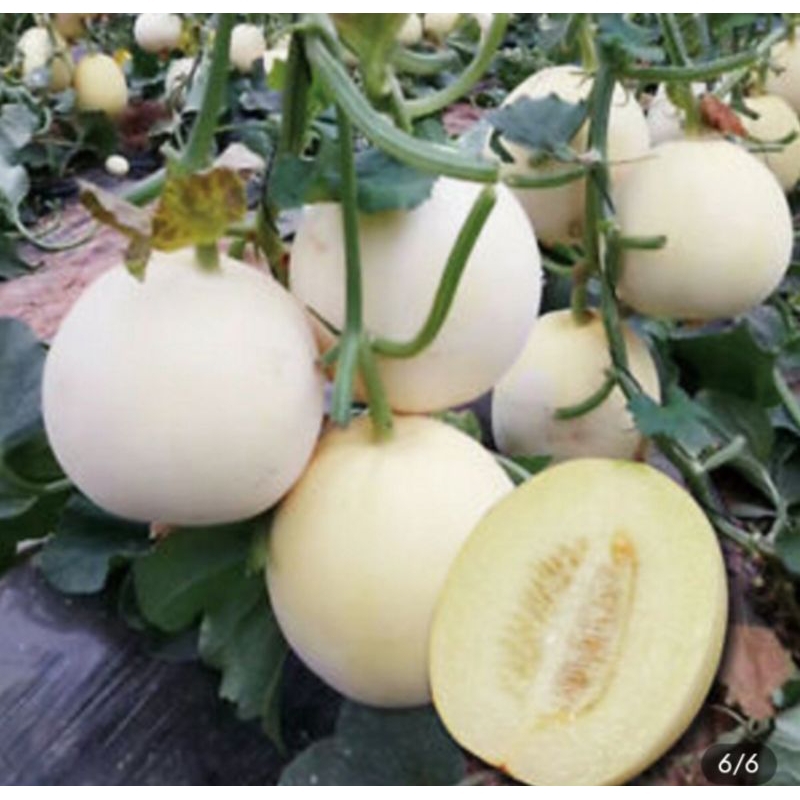 5 Benih MELON MADU PUTIH