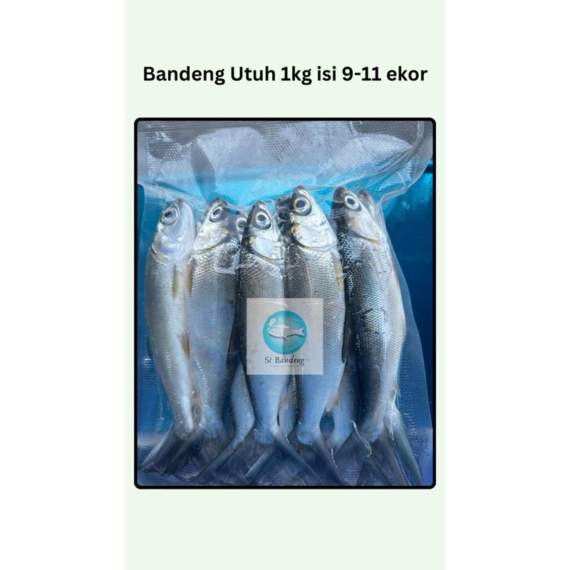 

Bandeng Utuh 1kg Isi 10-11 ekor