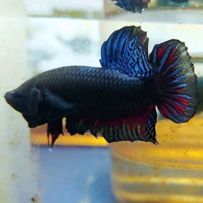 Cupang Aduan Fighter Import Ipoh Malaysia Rawatan Siap Tempur Big Game