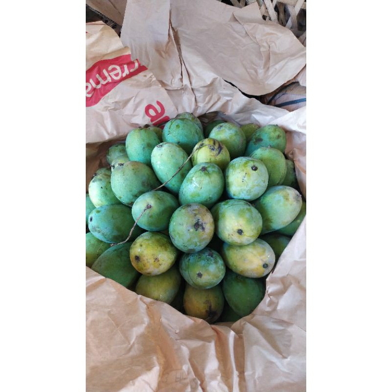 

Mangga Harum Manis Tua dan manis