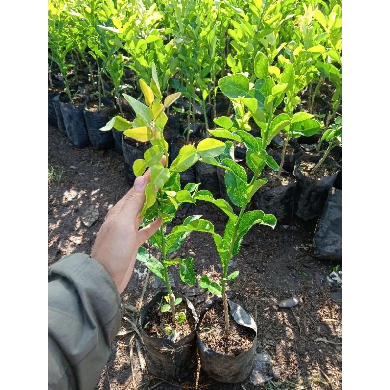 

JERUK SAMBAL DAUN ANGKA DELAPAN