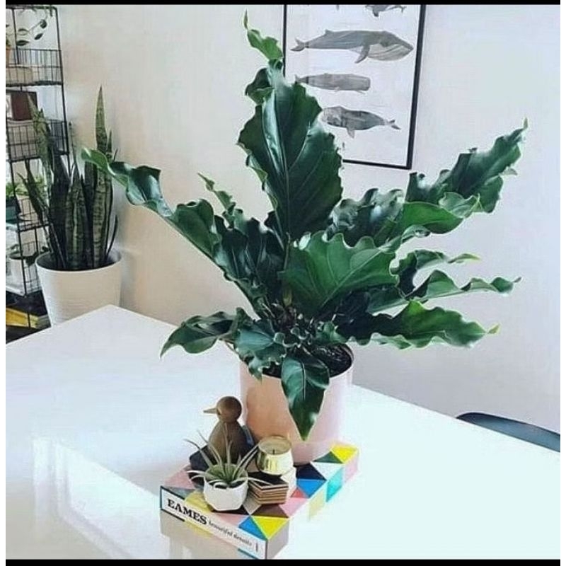 Promo Termurah Tanaman Hias Anthurium Gelombang Cinta Tanaman Hias Anthurium Gelombang Cinta